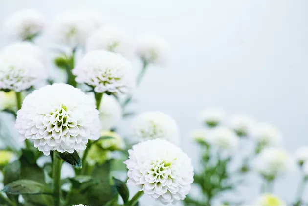 白く明るい背景の前で、丸いポンポン咲きの白い菊の花が緑の葉とともに何輪も咲いている写真。手前の二輪にピントが合い、奥の花々は淡くぼかされ、清らかでやさしい印象にまとめられている。