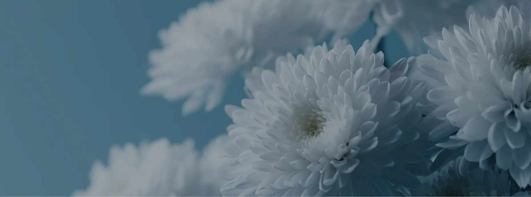 淡い青色の背景に、幾重にも花びらが重なった白い菊の花が何輪も咲く様子を間近から写した写真。手前の花にピントが合い、奥の花はやわらかくぼかされ、全体が静かで落ち着いた色調にまとめられている。