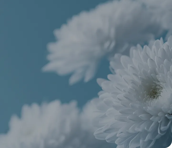 淡い青色の背景に、幾重にも花びらが重なった白い菊の花が何輪も咲く様子を間近から写した写真。手前の花にピントが合い、奥の花はやわらかくぼかされ、全体が静かで落ち着いた色調にまとめられている。