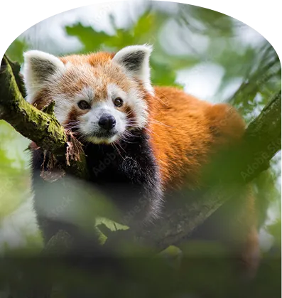 レッサーパンダが木の枝の間からこちらを見ている様子。