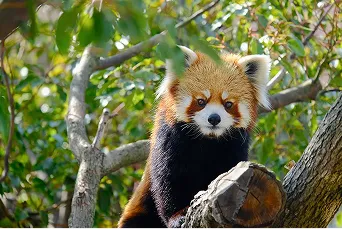 丸太の上でこちらを見つめるレッサーパンダの様子。